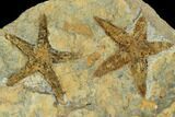 Starfish (Petraster?) Fossil Multiple Plate - Ordovician #100083-1